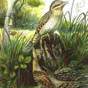 Eurasian Wryneck